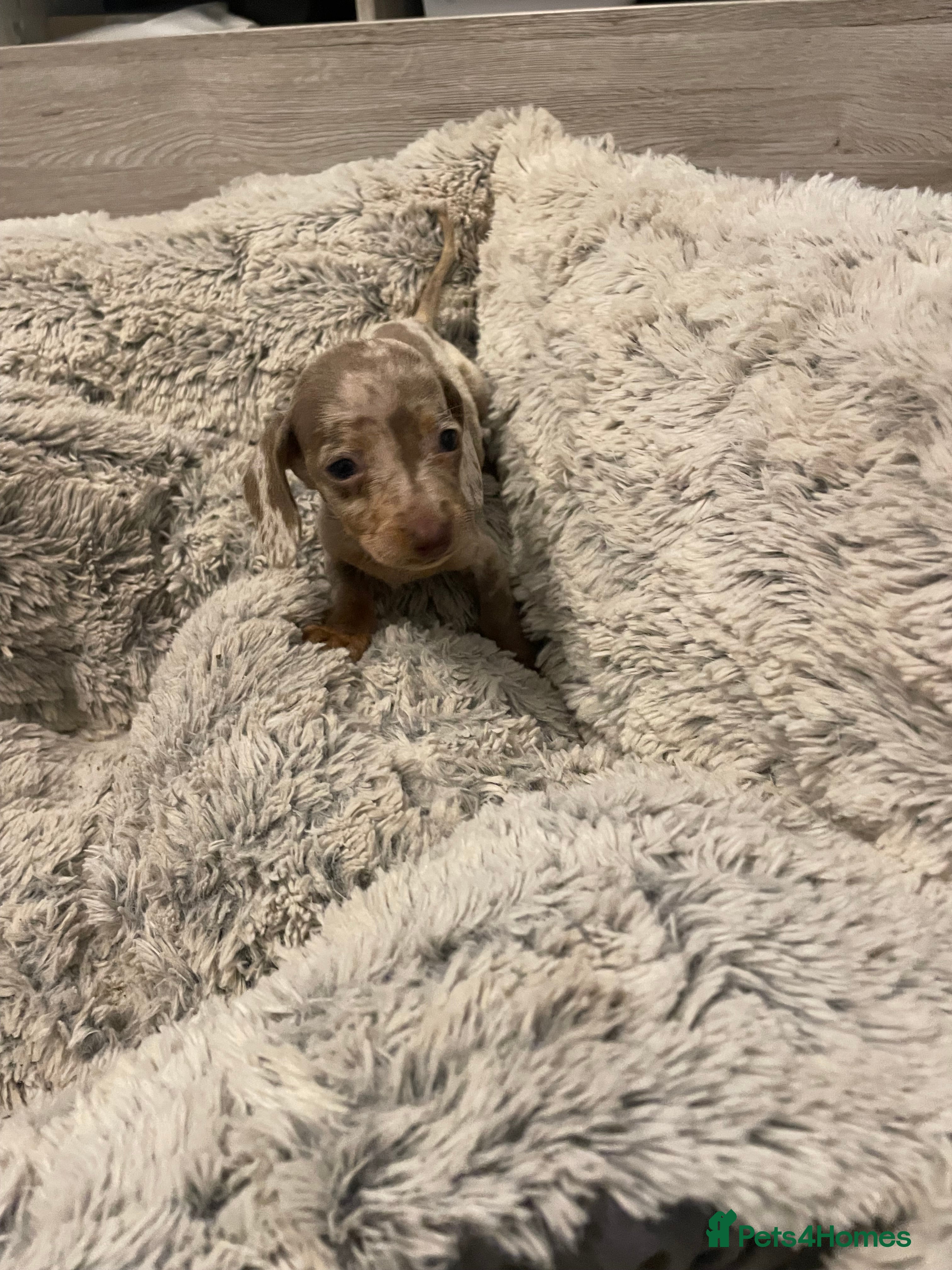 Miniature Dachshund dogs Miniature dachshund Isabella  - Advert 2