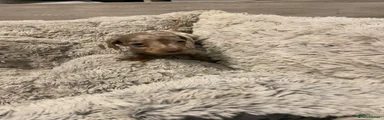 Miniature Dachshund 5