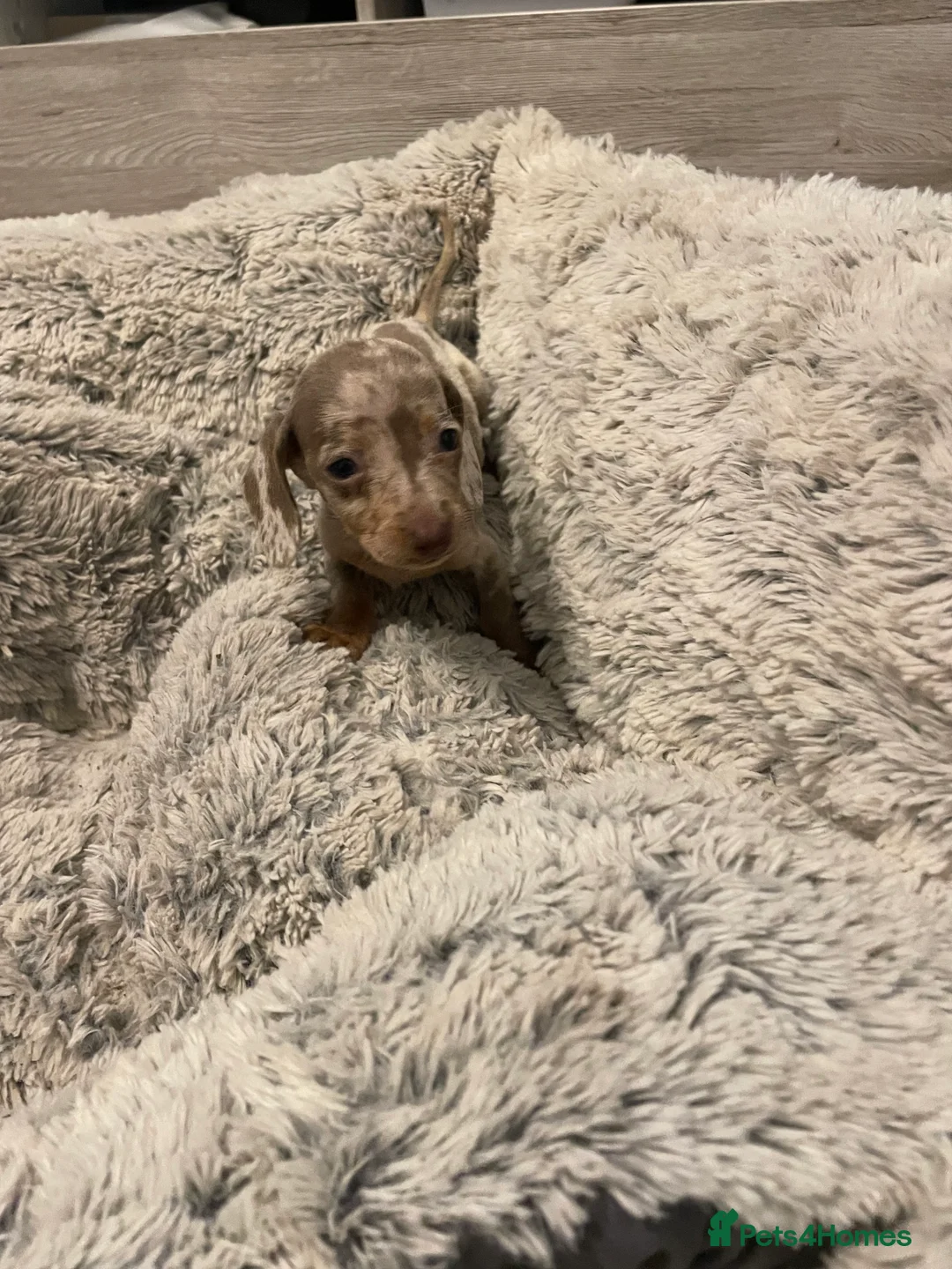 Miniature Dachshund dogs for sale: Miniature dachshund Isabella  - Advert 2
