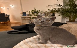British Shorthair cats for sale: Beautiful British shorthair kitten  - Advert 1