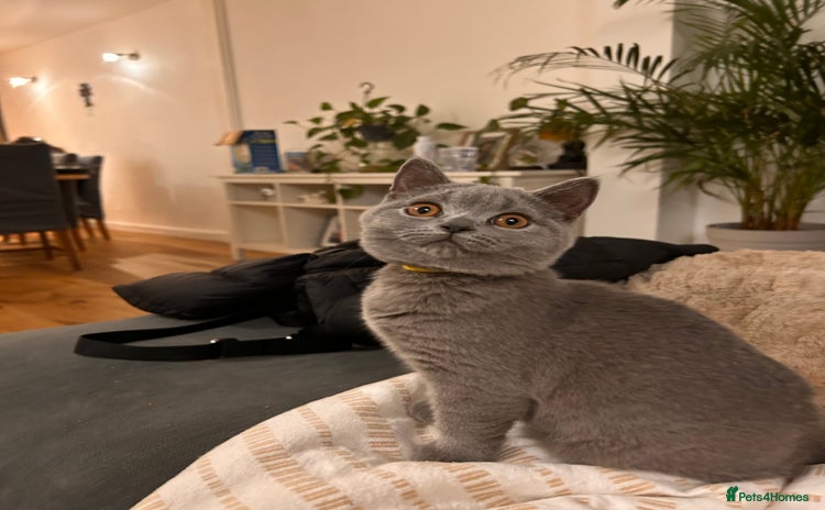 British Shorthair cats - Advert 3
