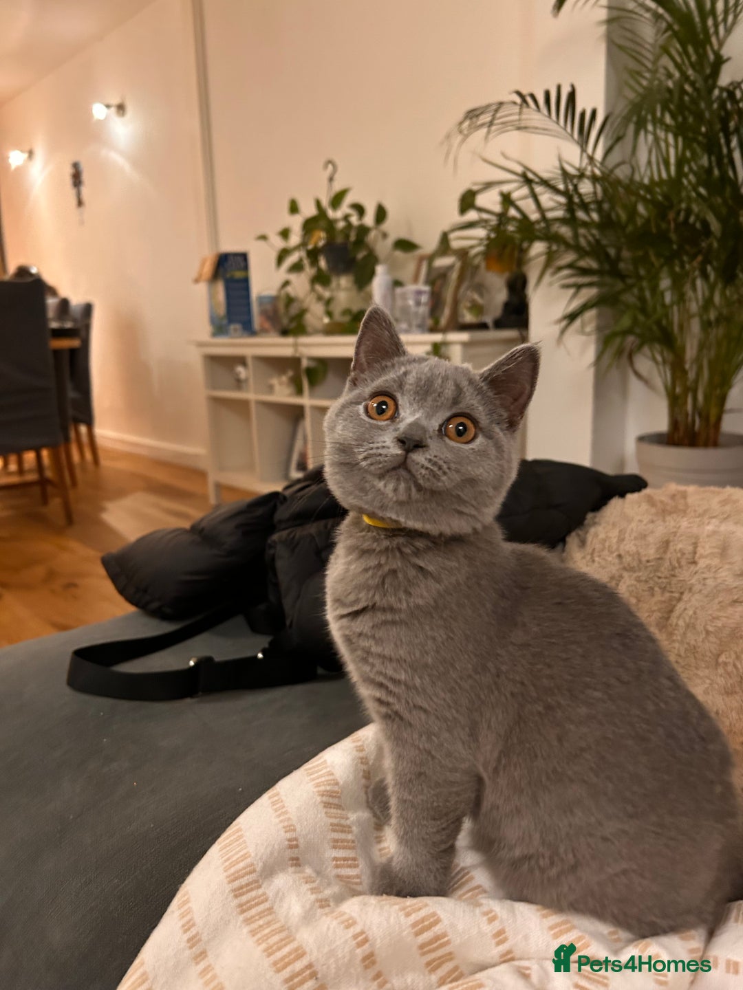 British Shorthair cats for sale: Beautiful British shorthair kitten  - Advert 1