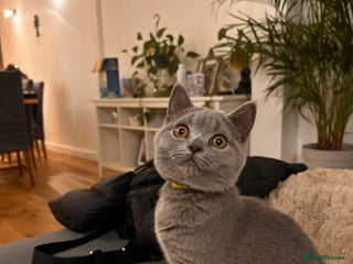 British Shorthair cats Beautiful British shorthair kitten - Advert 14