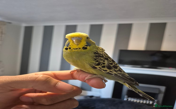 Budgerigars birds - Advert 2