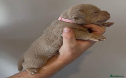 Olde English Bulldogge dogs for sale: Olde English bulldogge  - Image 9