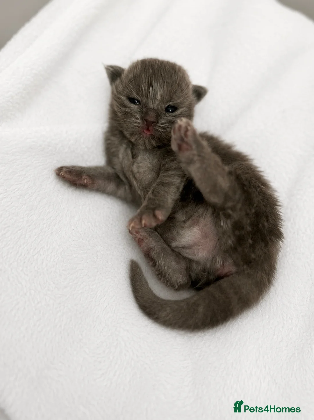 Scottish Fold cats for sale: 2 female Scottish folds🐾 - Advert 2