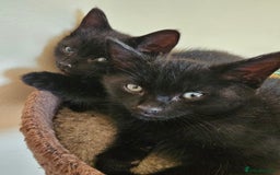 Mixed Breed cats for sale: 3 playful kittens  - Image 26