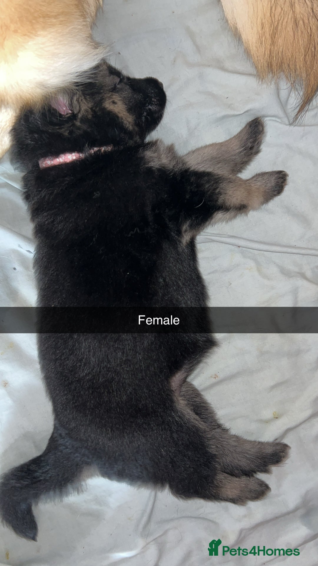 German Shepherd dogs for sale: 10 German Shepherd Puppy - Image 9