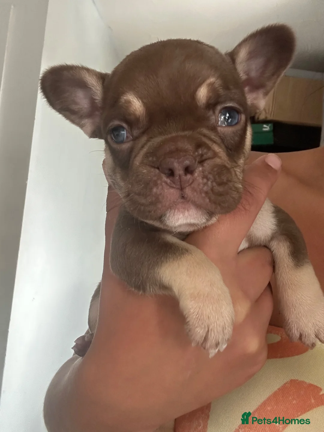French Bulldog dogs for sale: 7 beautiful French bulldog puppies  - Advert 9