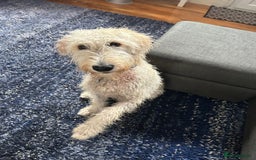Labradoodle dogs for sale: Male labradoodle, 8 months - Image 4