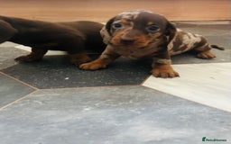 Dachshund dogs for sale: Miniature Dachshund 🐾 - Image 6