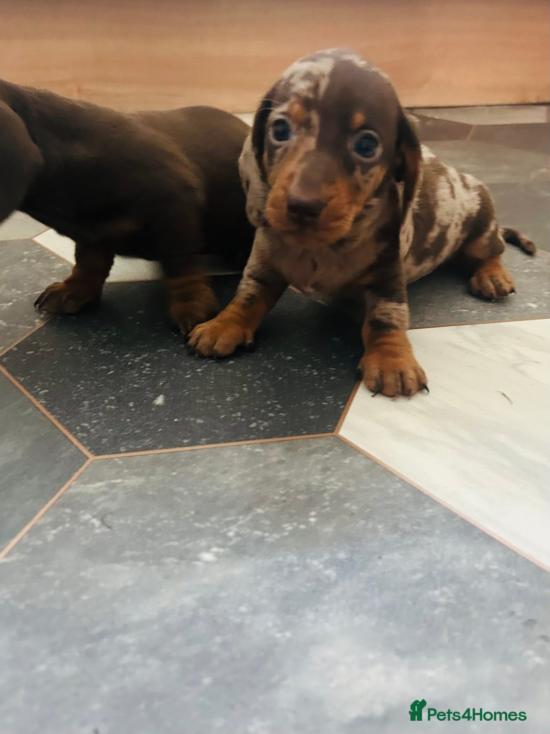 Dachshund dogs for sale: Miniature Dachshund 🐾 - Image 6