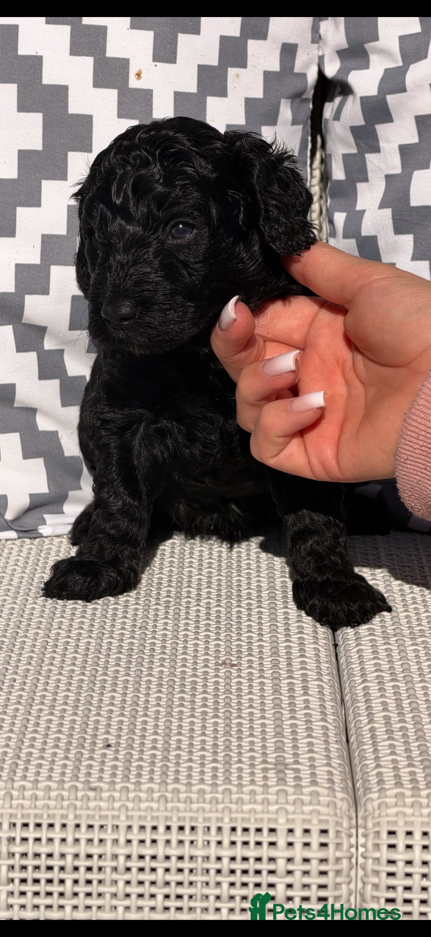 Cockapoo dogs Beautiful cockapoo puppies black black/white - Advert 10