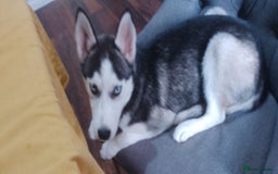 Siberian Husky dogs for sale: ONLY 3 PUPPIES LEFT!!! - Image 11