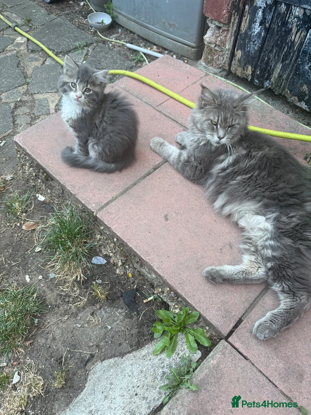 Maine Coon cats for sale: Maine Coon - Advert 6