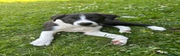 Border Collie dogs for sale: Working Border collie puppies  - Advert 12