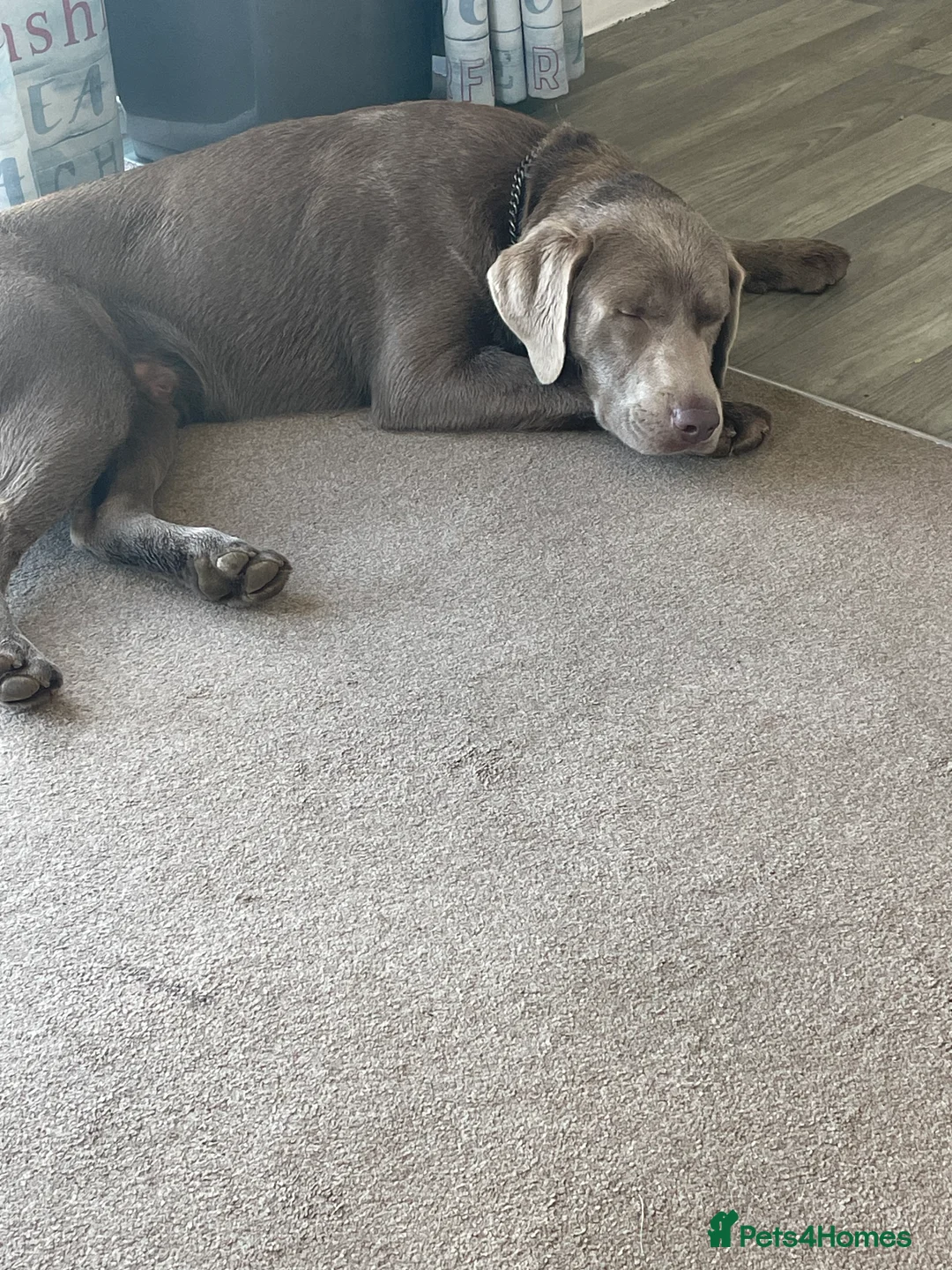 Labrador Retriever dogs for stud: Stud Silver Labrador - Advert 5