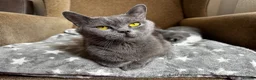 British Shorthair cats for sale: 🩶 TICA Registered British Shorthair Kittens in London - Advert 1