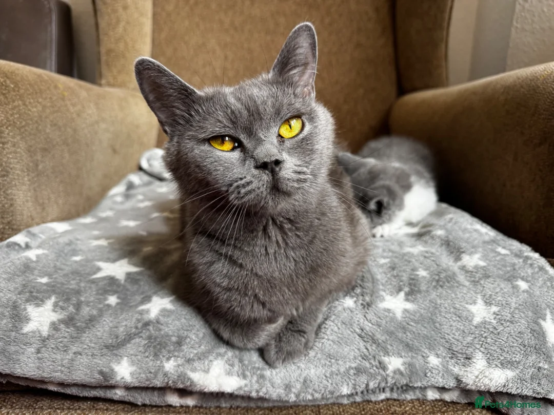 British Shorthair cats for sale: 🩶 TICA Registered British Shorthair Kittens in London - Advert 1