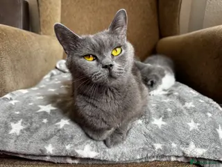 British Shorthair cats 🩶 TICA Registered British Shorthair Kittens - Advert 4