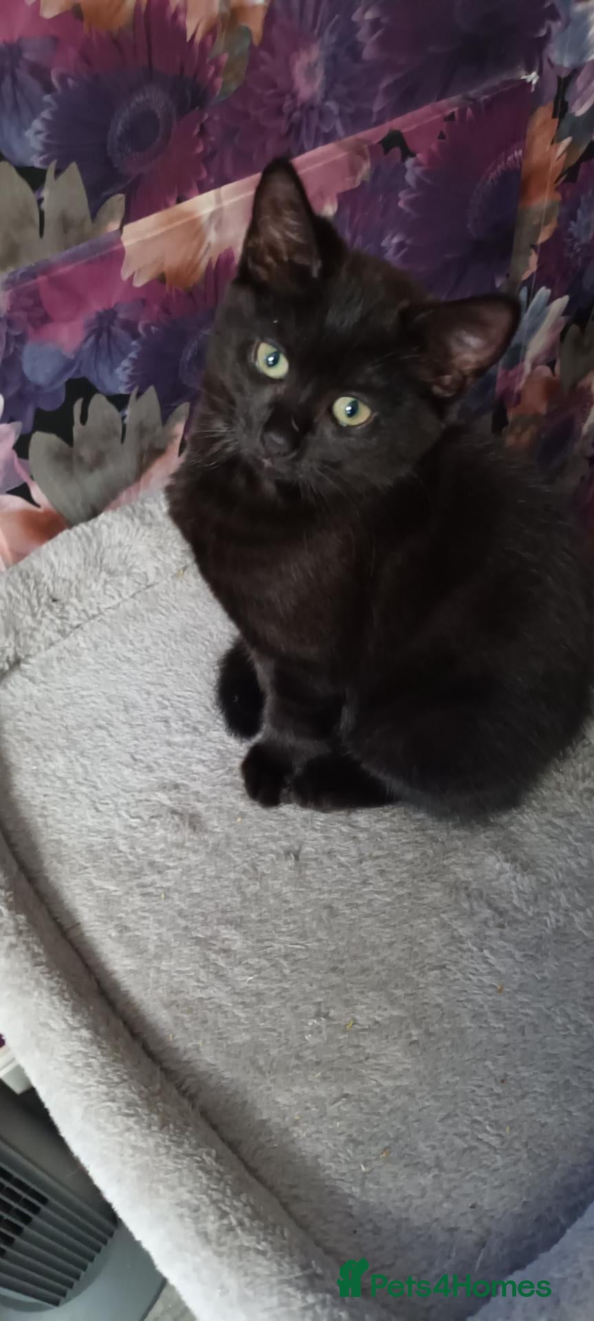 British Shorthair cats British short hair/black ghost tabby - Advert 2