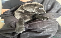Labrador Retriever dogs for sale: Last of litter K.C Charcoal Labrador girl 9 Weeks - Image 9