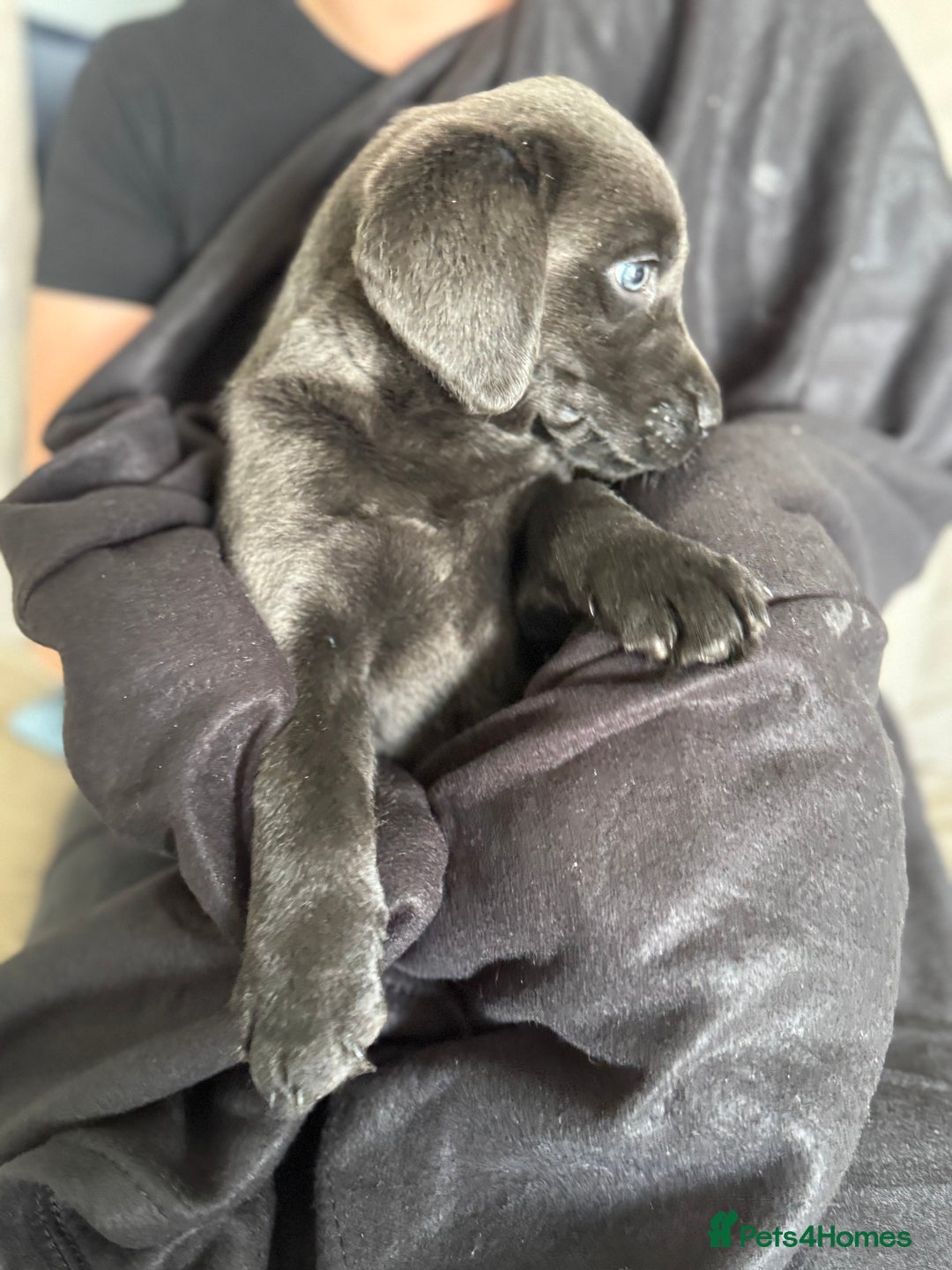 Labrador Retriever dogs for sale: Last of litter K.C Charcoal Labrador girl 9 Weeks - Image 9