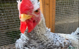 Chickens poultry for sale: Cockeral - Image 2