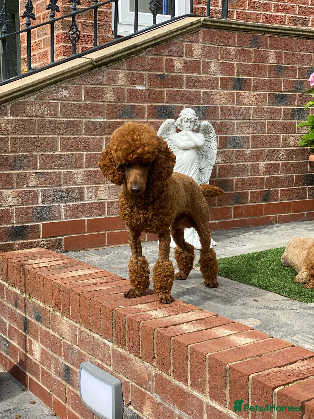 Maltese dogs for stud: Donnajays 5* PROVEN, HEALTH TESTED & PROFESSIONAL in Stafford - Advert 7