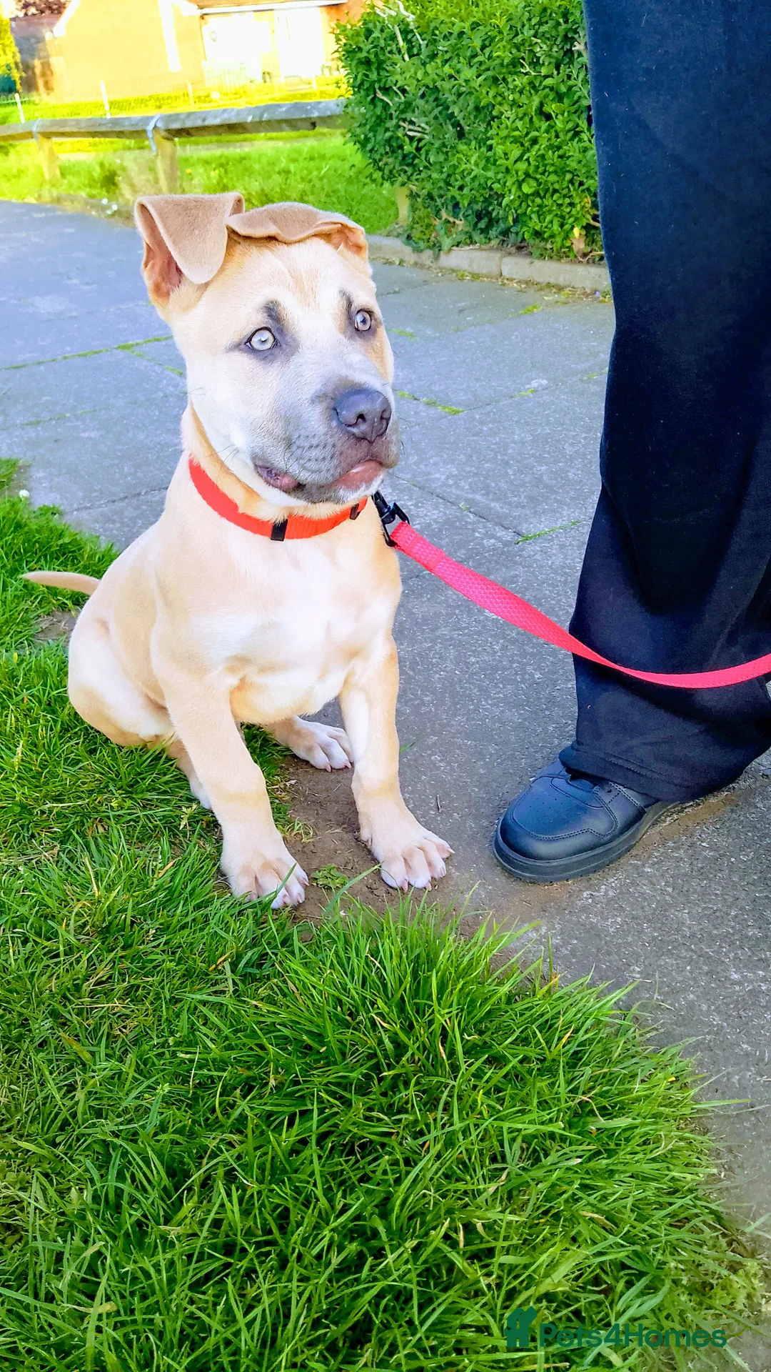 Mixed Breed dogs for sale: 14 weeks presa x mastiff puppy  - Advert 3