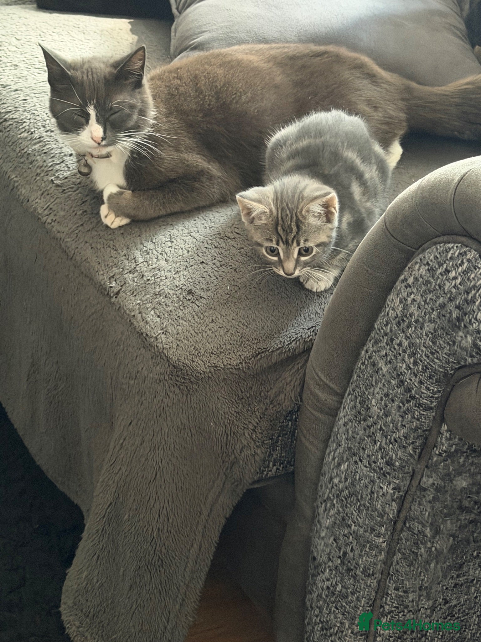 Domestic Shorthair cats Male kitten 8 weeks old ready to go  - Advert 5