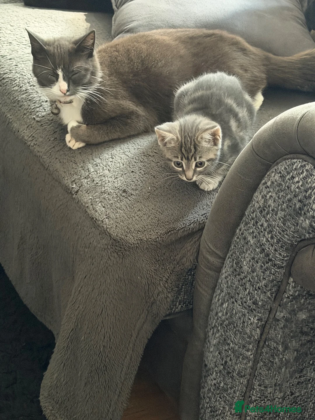 Domestic Shorthair cats for sale: Male kitten 8 weeks old ready to go  - Advert 1