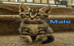 Maine Coon cats for sale: Beautiful fluffy Maine coon cross Kittens - Image 7