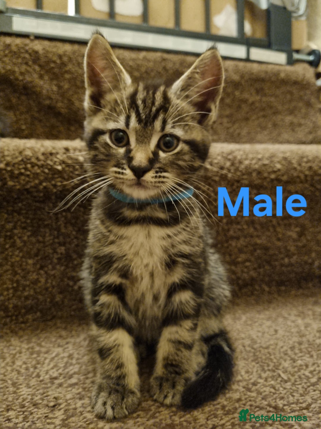 Maine Coon cats for sale: Beautiful fluffy Maine coon cross Kittens - Image 7