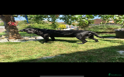 Labrador Retriever dogs for sale: Labrador puppies for sale Kent - Image 2