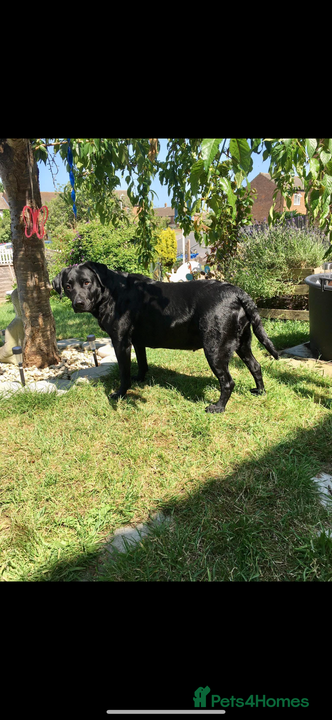 Labrador Retriever dogs for sale: Labrador puppies for sale Kent - Image 2