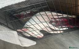 American Bull Staffy dogs for sale: American bull staffy & American bulldog hybrid  - Image 3