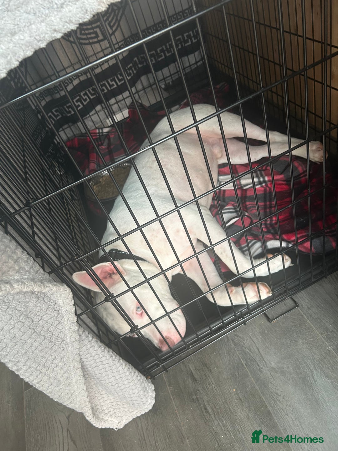 American Bull Staffy dogs for sale: American bull staffy & American bulldog hybrid  - Image 3
