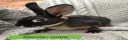 Rex rabbits for sale: Pure breed velvet mini and standard Rex rabbits - Advert 5