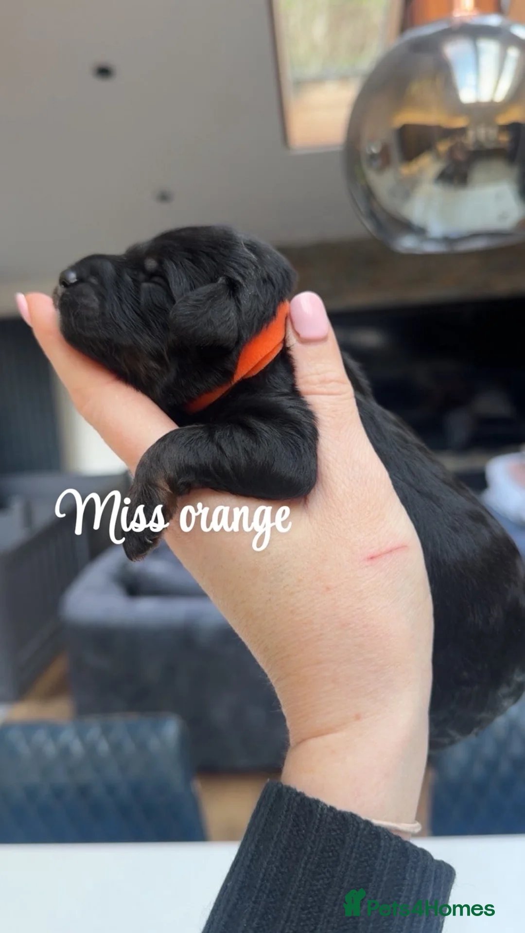 Bernedoodle dogs for sale: Merle, Black & Tan Mini Outstanding Bernedoodles - Advert 11