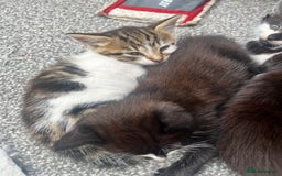 Mixed Breed cats for sale: 🐾 Adorable Kittens Looking for Loving Homes 🐾 - Image 6