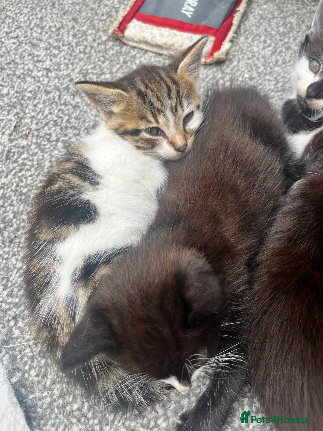 Mixed Breed cats for sale: 🐾 Adorable Kittens Looking for Loving Homes 🐾 - Image 6