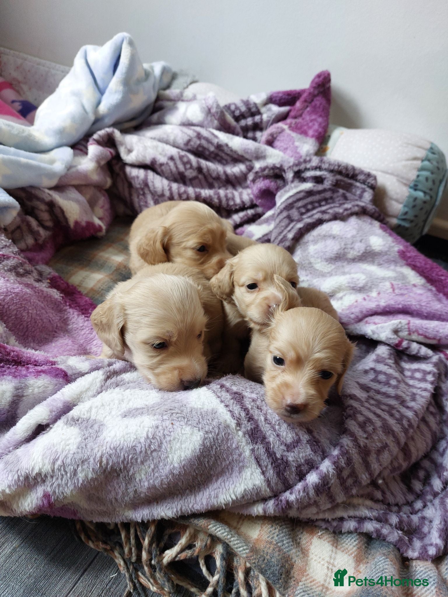 Miniature Dachshund dogs for sale: PEDIGREE CREAM LONG HAIRED MINI DACHSHUNDS - Advert 1