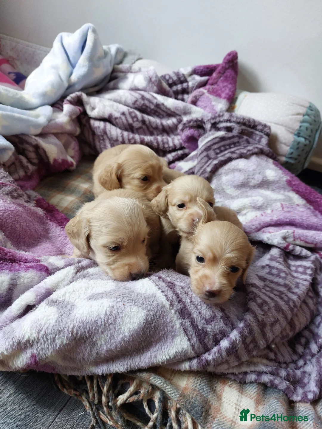 Miniature Dachshund dogs for sale: PEDIGREE CREAM LONG HAIRED MINI DACHSHUNDS - Advert 1