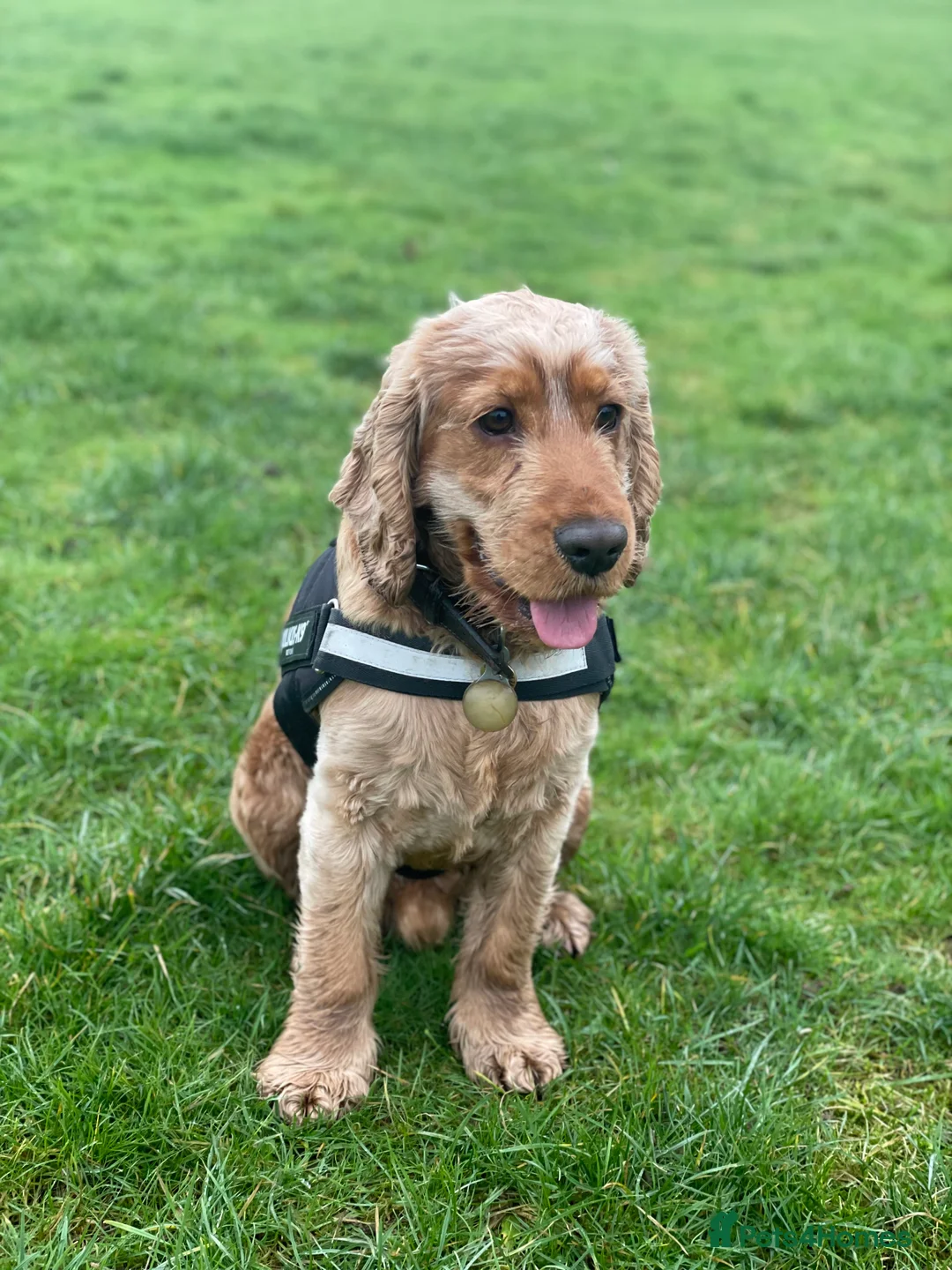 Cocker Spaniel dogs for stud: SHOW COCKER awaiting stud duties in Lincoln - Advert 11