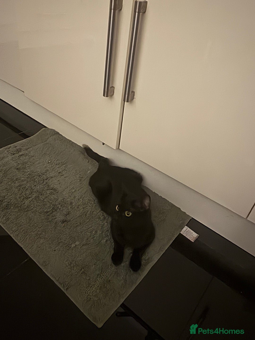 Mixed Breed cats for sale: Loving cuddly playful four month old kitten  - Image 4