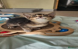 Abyssinian cats for sale: Abyssinian and Bengal x kittens 😻 - Image 28