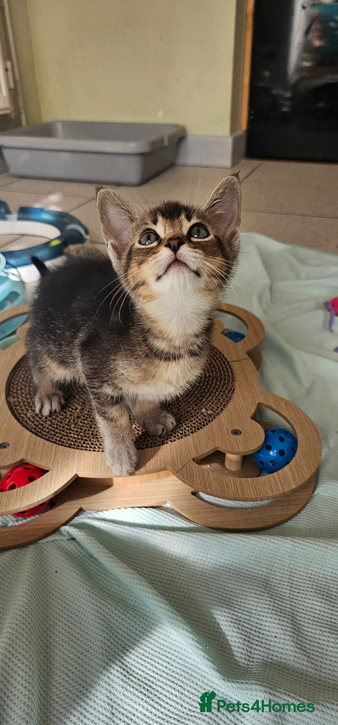 Abyssinian cats for sale: Abyssinian and Bengal x kittens 😻 - Image 28