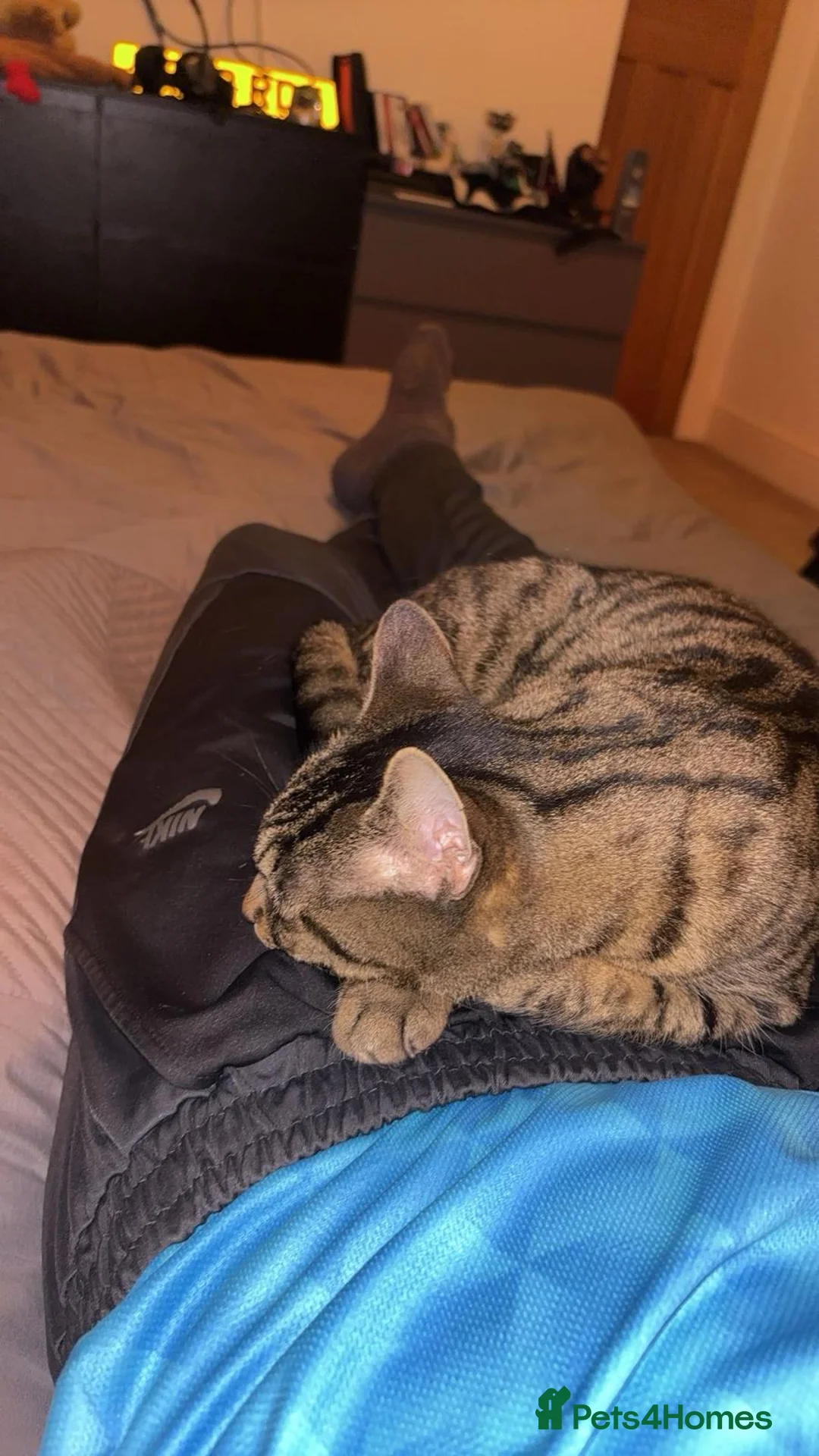 Mixed Breed cats for sale: Tabby cat 🐈 😻  - Advert 3