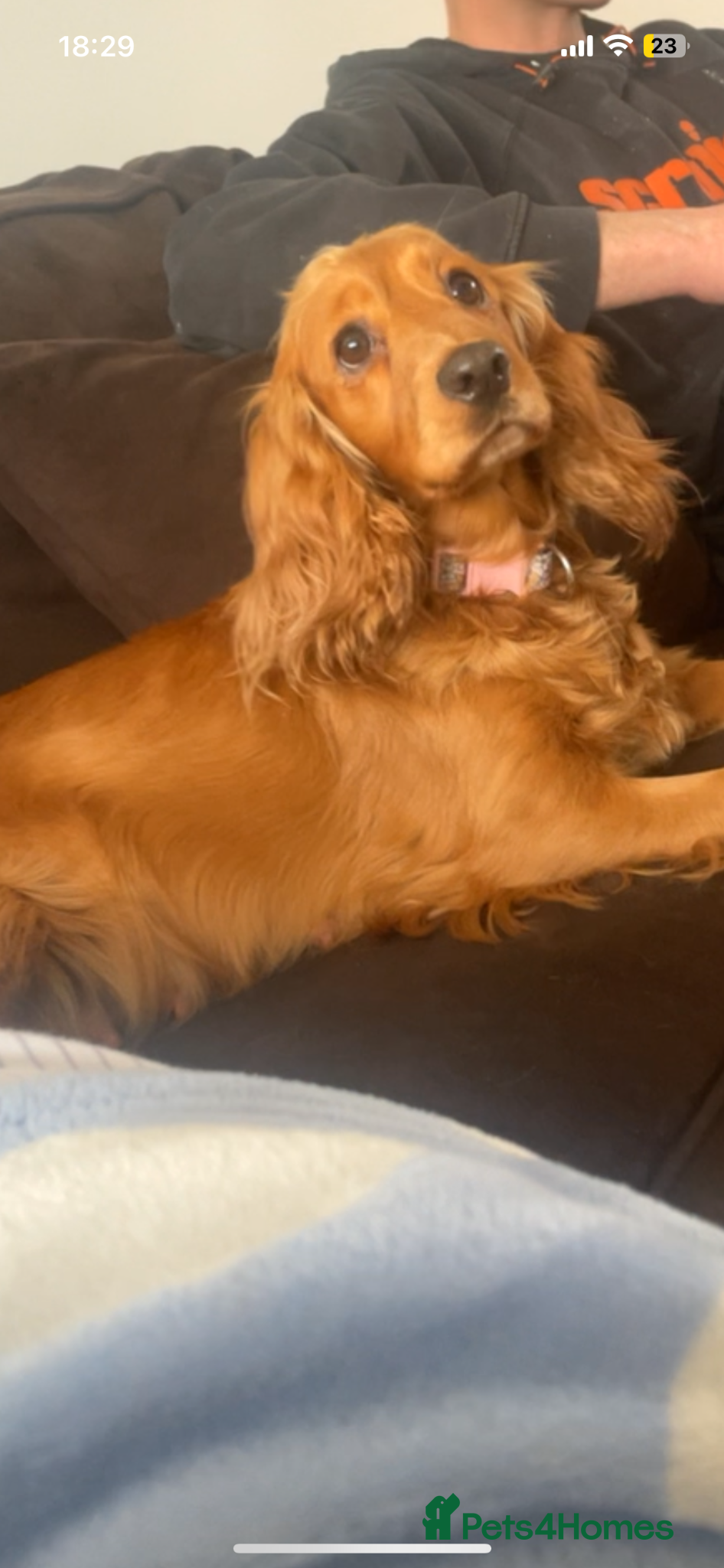 Cocker Spaniel dogs for sale: Cocker spaniel  - Advert 9